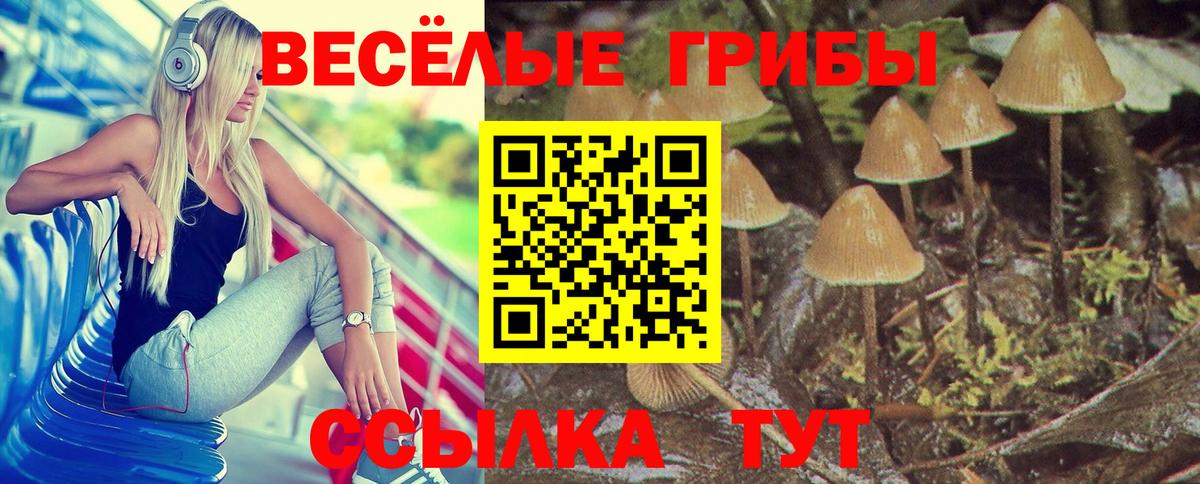 Галлюциногенные грибы Psilocybine cubensis Лысьва
